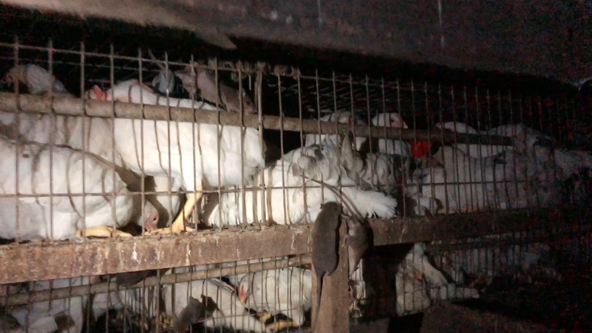 Battery Cage Photo 2 - Dirty