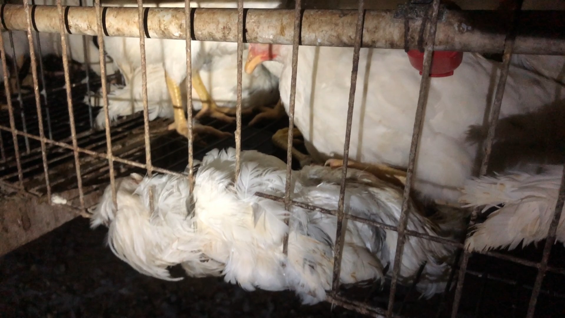 Battery Cage Photo 3 - Animal Cruelty