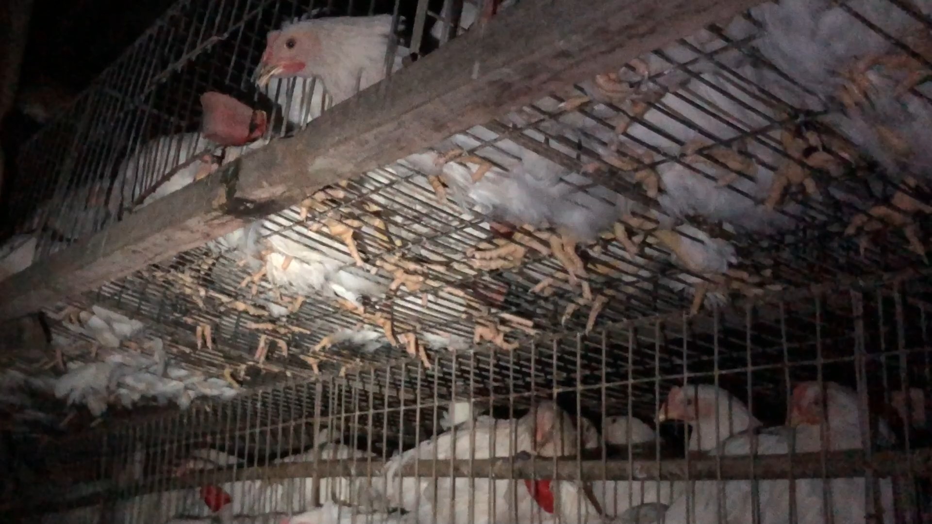 Battery Cage Photo 1 - Battery Cages